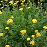 Coronation Gold Yarrow